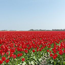 Unterkunft 4504332 - Ferienhaus Noordzeekust - Garnekuul 81