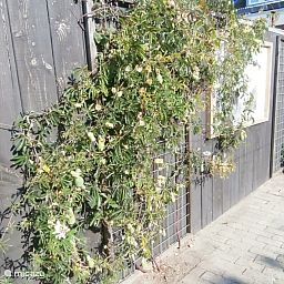 Unterkunft 4504398 - Ferienhaus Noordzeekust - De Duinroos in centrum Callantsoog