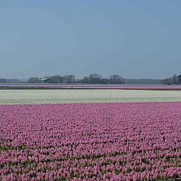 Gemuetliche Kueche im NH096 Ferienhaus Callantsoog, Nordseekueste Nord-Holland