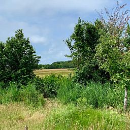 Erholsame Aussicht auf die gruene Natur vom Haus in Egmond-Binnen, einem Ferienhaus an der Nordseekueste in Nordholland.