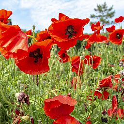Unterkunft 452712 - Ferienhaus Noordzeekust - Klaproos