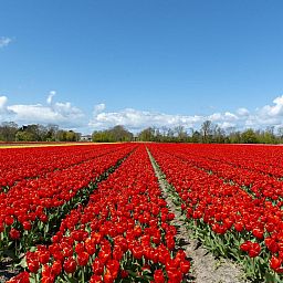 Guest house 453745 - Holiday property Noordzeekust - Strandhuis Uitwaayer