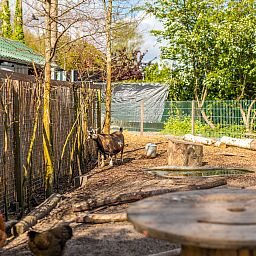 Unterkunft 454924 - Ferienhaus Noordzeekust - EuroParcs Spaarnwoude