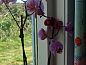 Guest house 462116 • Holiday property IJsselmeerkust • Huisje in Katwoude  • 13 of 26