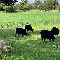 Entdecken Sie die rustikale Umgebung des Ferienhauses in Schellinkhout, wo Schafe friedlich in der weiten Landschaft Nordhollands grasen.
