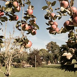 Geniessen Sie den Obstgarten bei Huisje in Benningbroek, einem Ferienhaus in der Natur an der Kueste des IJsselmeers in Nordholland.