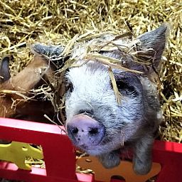 Gemuetlicher Bauernhof in Huisje in Kwadijk, Ferienhaus in Kwadijk, IJsselmeerkueste, Nordholland, ideal fuer ein laendliches Erlebnis.