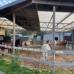 Ferienhaus in Kwadijk mit Pferdestall, gelegen in der laendlichen Umgebung der IJsselmeerkueste, Nordholland.