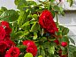 Guest house 482910 • Holiday property Noord-Holland noord • Vakantiehuis in Zuidoostbeemster  • 13 of 17
