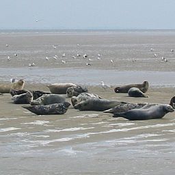 Unterkunft 483503 - Ferienhaus Noord-Holland noord - Vakantiehuis Wiringherlant