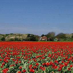 Guest house 4842100 - Holiday property Noord-Holland noord - Vakantiehuisje in Schoorl