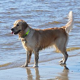 Guest house 484238 - Holiday property Noord-Holland noord - 6-persoons Duinlodge Huisdier toegestaan