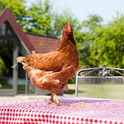Ein Huhn auf einem Tisch im Ferienhaus in Aartswoud, Nordholland, geniesst den laendlichen Charme.
