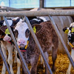 Ontdek de boerderijdieren bij Huisje in Zuid-Scharwoude, een vakantiehuis in Noord-Holland, voor een unieke landelijke ervaring.