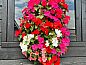 Guest house 500618 • Holiday property Noord-Holland zuid • Vakantiehuis in Loosdrecht  • 12 of 26