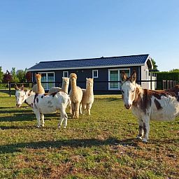 Geniessen Sie den laendlichen Charme im Ferienhaus in Nieuw Vennep, Nordholland, mit grasenden Tieren vor einem rustikalen Ferienhaus.