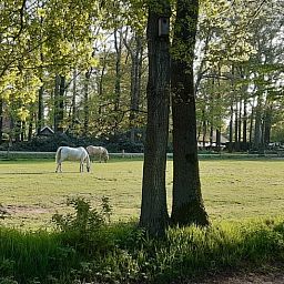 Prachtige weilanden met grazende paarden rondom Vakantiehuis in Nutter, Twente, Overijssel.