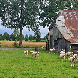 Schapen in de groene omgeving van Huisje in Den Ham, vakantiehuis in Den Ham, Twente.