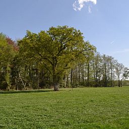 View of the green surroundings of Cottage in Haaksbergen, vacation home in Twente, Overijssel, surrounded by nature and tranquility.