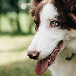 Huisje in Markelo, vakantiehuis in Twente, Overijssel, omgeven door natuur. Geniet van de rust en het groen in een hondvriendelijke omgeving.