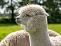 Guest house 523304 • Holiday property Twente • Huisje in Albergen  • 10 of 26