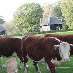 Koeien in de weide nabij Huisje in Notter, vakantiehuis in het landelijke Twente, Overijssel.