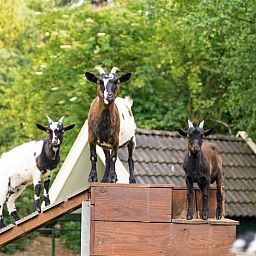 Niedliche Ziegen in der natuerlichen Umgebung des Ferienhauses in Deurningen, Twente, Overijssel.