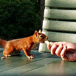 Unterkunft 524108 - Ferienhaus Twente - Vakantiehuisje in Deurningen