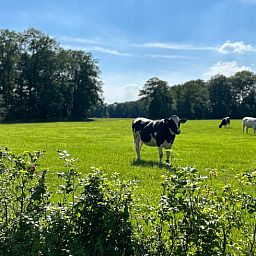 Landelijk uitzicht met koeien nabij Vakantiehuisje in Agelo, perfect voor natuurliefhebbers in Twente, Overijssel.