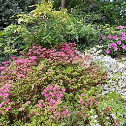 Ferienhaus in Holten, Overijssel, umgeben von bunten Blumengaerten und ueppiger Natur, ideal fuer einen erholsamen Aufenthalt in Salland.