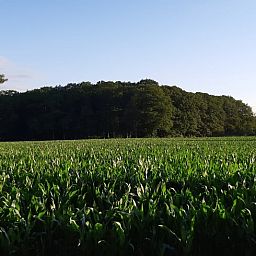 Uitzicht op groene velden bij Huisje in Holten, een vakantiehuis in Holten, Salland, Overijssel, omgeven door rustieke natuur.