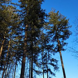 Geniet van de serene natuur rondom Vakantiehuis in Holten, gelegen in het prachtige Salland, Overijssel.