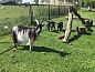 Guest house 531003 • Holiday property Salland • Vakantiehuisje in Raalte  • 13 of 16