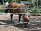 Guest house 533912 • Holiday property Salland • Huisje in Lettele  • 10 of 11