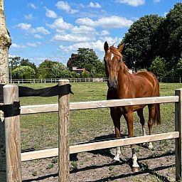 Vakantiehuis in Ommen biedt landelijke charme met een prachtig uitzicht op een weide met paard, gelegen in de Vechtstreek, Overijssel.