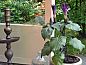 Guest house 540517 • Holiday property Vechtstreek • Vakantiehuisje in Dalfsen  • 6 of 26
