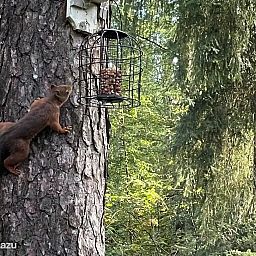 Guest house 541815 - Bungalow Vechtstreek - Giethmenseveld 't mooiste huisje