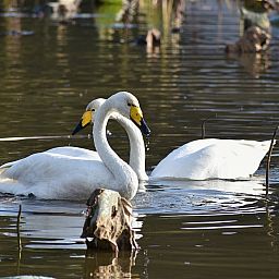 Stijlvolle woonkamer van OV677 vakantiehuis in Lemele, Vechtstreek.