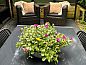 Guest house 542819 • Holiday property Vechtstreek • Vakantiehuis in Stegeren  • 4 of 19