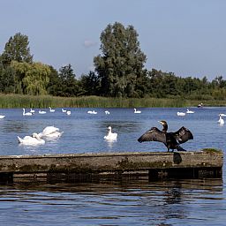 Unterkunft 5501116 - Ferienhaus Noordwest Overijssel - OV793