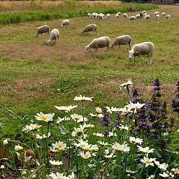 Rustgevend terras bij OV701 vakantiehuis in Scheerwolde, Overijssel met uitzicht op weidse velden.