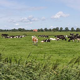 Unterkunft 551110 - Ferienhaus Noordwest Overijssel - OV806