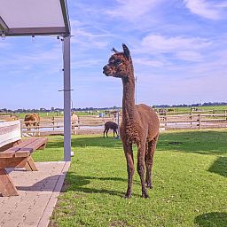 Geniet van de natuur bij Alpa Casa in Rouveen, Overijssel met alpaca's op het grasveld.