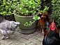 Guest house 553501 • Holiday property Noordwest Overijssel • Vakantiehuisje in Basse  • 12 of 26