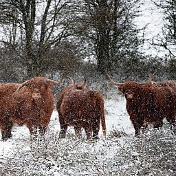 Schotse hooglanders in de omgeving van Duinvallei 29 | De Groote Duynen, Kamperland. Natuurlijke omgeving in Noord-Beveland, Zeeland.