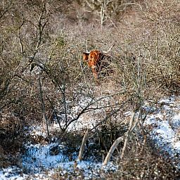 Natuerliche Umgebung um Duinvallei 43, Bungalow in Kamperland, mit schottischem Highlander im Schnee.