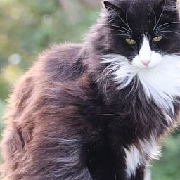 Cozy cat at Huisje in Renesse, vacation home in Renesse, Schouwen-Duiveland, surrounded by nature.