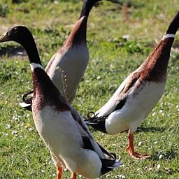 Ducks in the garden of Huisje in Renesse, a vacation home in green Renesse, Zeeland.