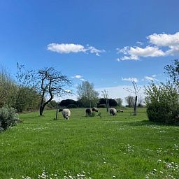 Groene tuin met appelboom bij Huisje in Oostkapelle, Walcheren.