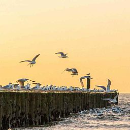 Schlafzimmer mit zwei Betten im Ferienhaus ZE321, Oostkapelle, Walcheren, Zeeland.